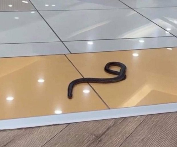 Отровна змия пропълзя във варненски мол