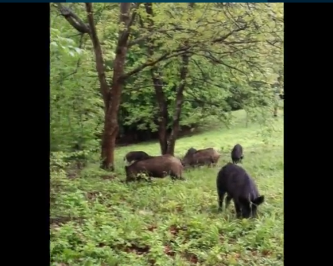 Диви прасета вилнеят край детски санаториум