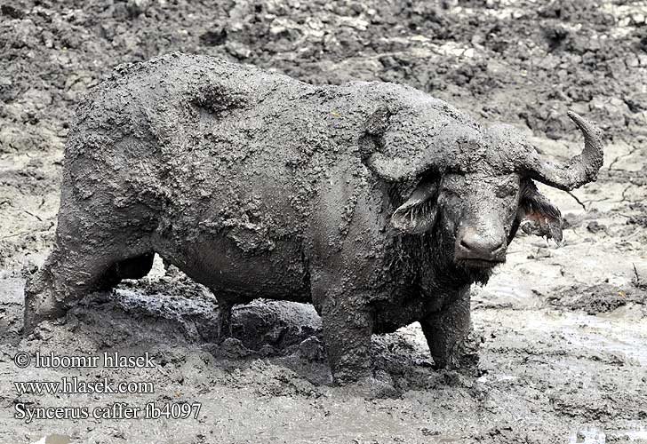 Биволь: Съдебната рИформа е спасяването на Маршал Будьони