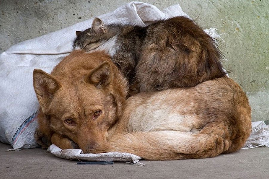 Жълти стотинки за бездомни животни събират във Велико Търново