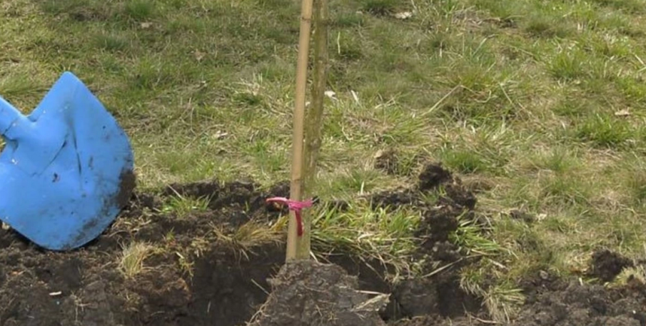 Вандали отново изпочупиха новопосадени дървета в Благоевград