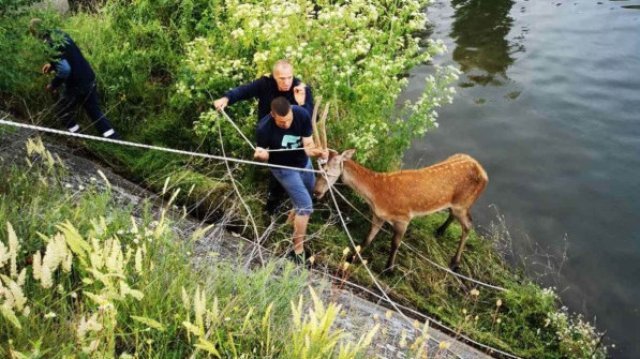 Елен падна в напоителен канал край Сливен, пожарникари го спасиха