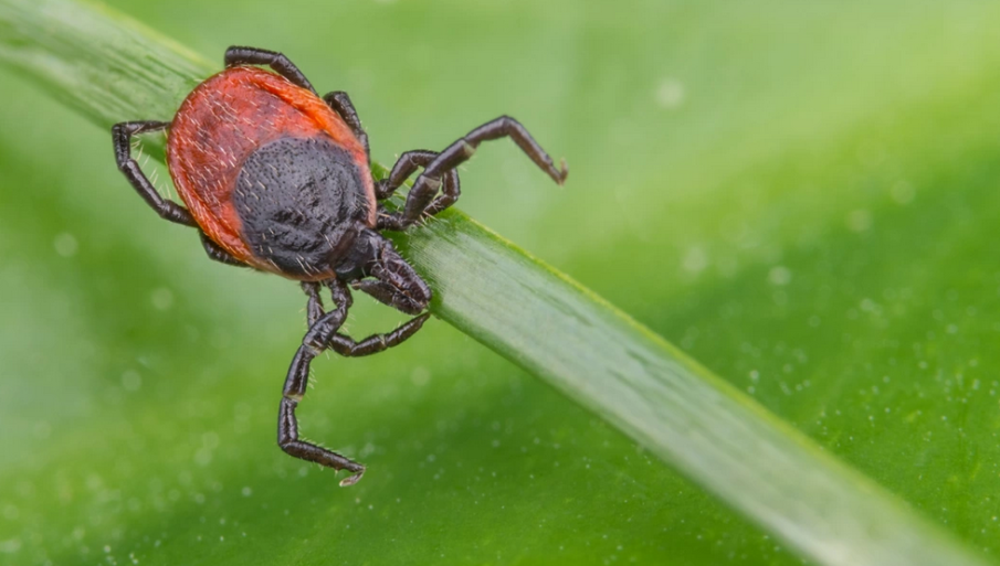 Продължават да пръскат срещу кърлежи и комари във Варна