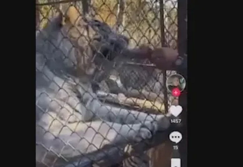 След като пони отхапа пръстите на жена: Посетители на зоопарка хранят тигри с пилешки бутчета