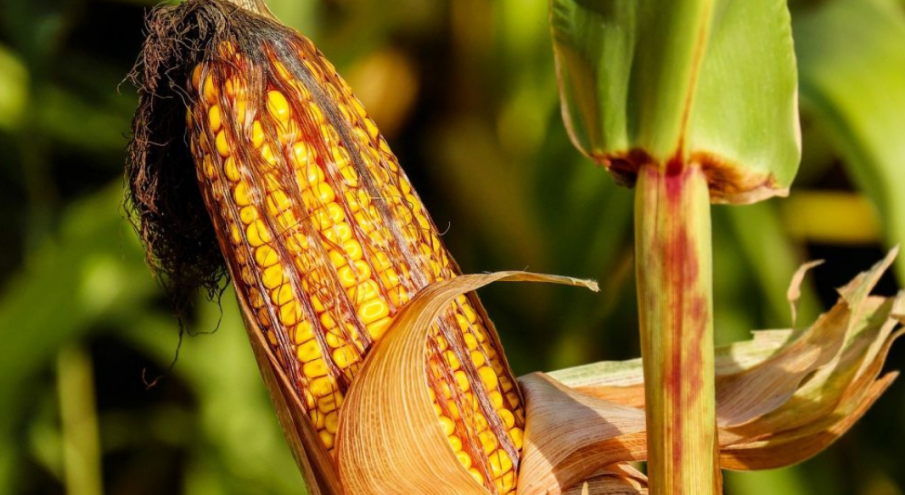 ЕК планира смекчаване на правилата за генетично модифицираните храни