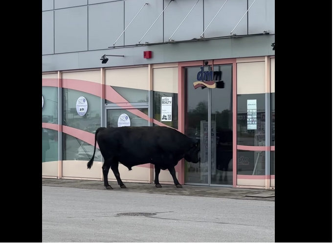 Бик се опита да си напазарува в магазин в София (ВИДЕО)