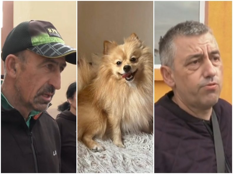 В СЛИВЕН: Кучета на Йордан Лечков разкъсаха до смърт домашен любимец