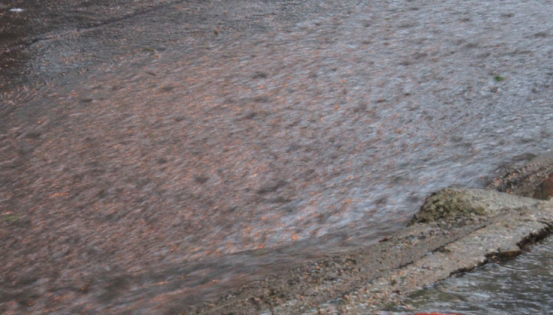 Пороен дъжд наводни две монтански села