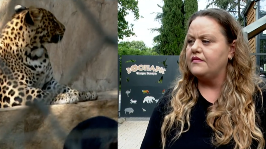 Върнаха беглеца Данте в зоопарка в Стара Загора, леопардът е в добро състояние