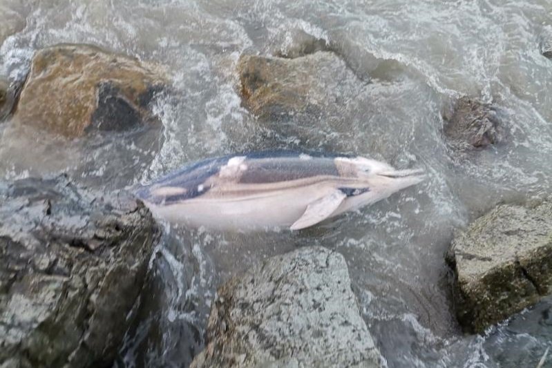 Морето изхвърли телата на мъртви делфини