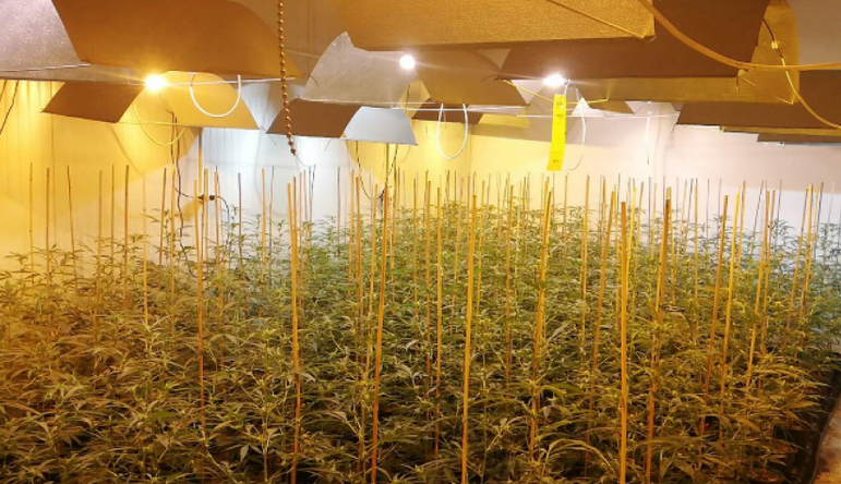 Разкриха лаборатория за канабис в село Добровница