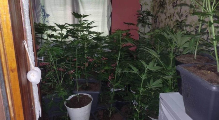 Закопчаха трима за домашна наркооранжерия в Ракитово 
