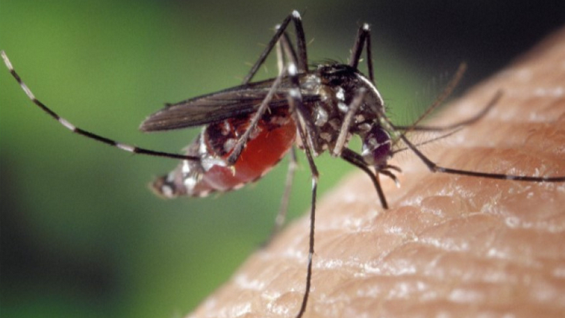 12 са отровени от препарат срещу комари в албански хотел