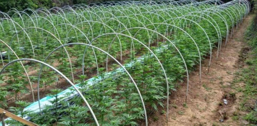 Разкриха инсталация за отглеждане на канабис в Ловешко