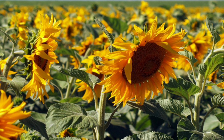 Слънчогледът има лечебни свойства - ето за какво помага