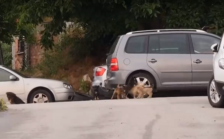 Глутница бездомни кучета нападна дете
