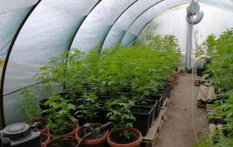 Поскъпването на газа и торовете поставя под натиск оранжерийното производство