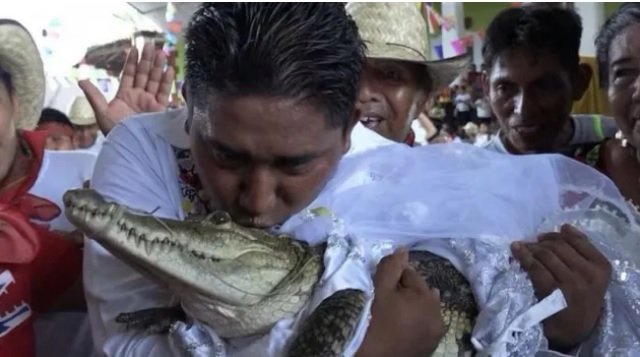ШАШ! Кмет се ожени за крокодил в Мексико (ВИДЕО)