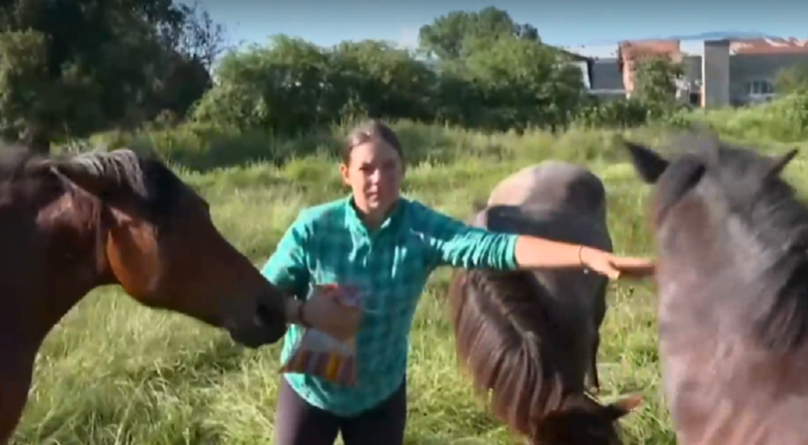 Безпризорни коне обикалят из самоковско село