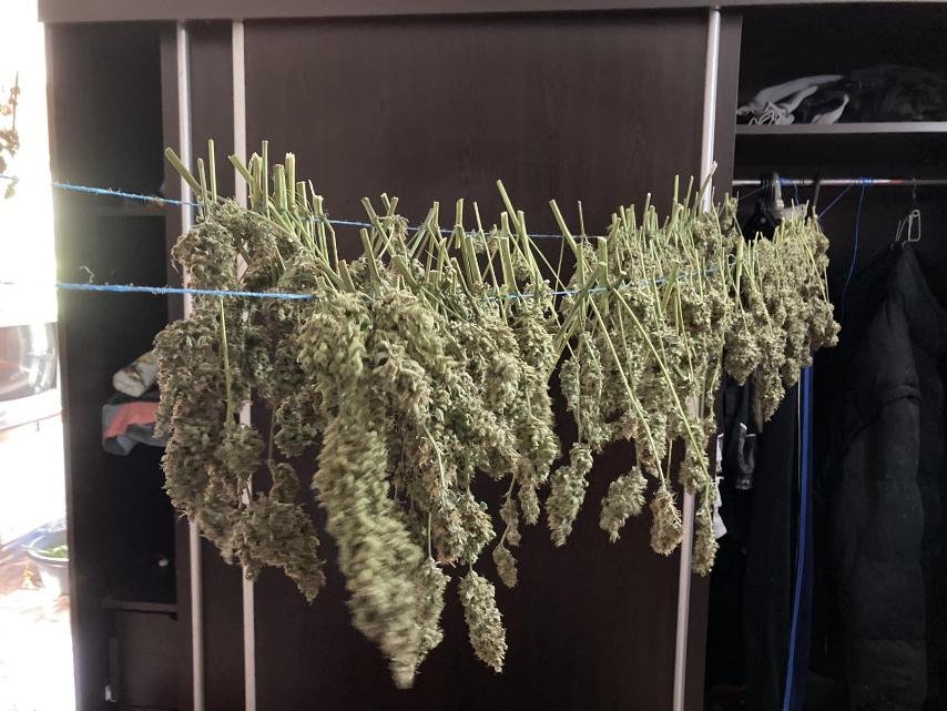 След акция: Разкриха две големи оранжерии с канабис край Шумен (СНИМКИ)