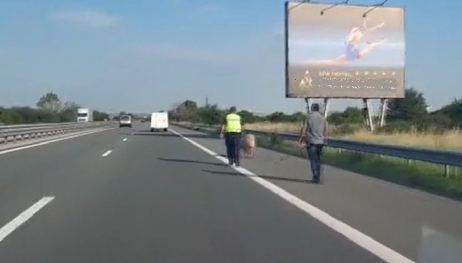 Полиция ескортира прасе на магистрала Тракия (ВИДЕО)