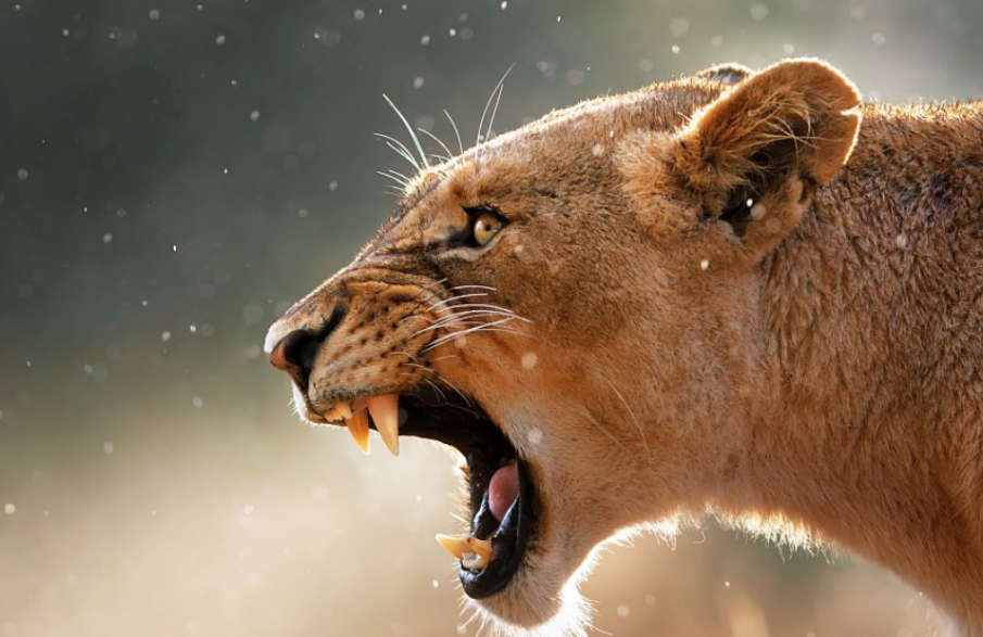 Лъвица бороди на свобода из Берлин