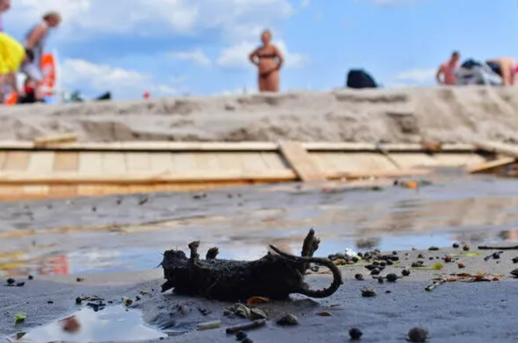 Умрели плъхове на плажа във Варна: Каква е причината за отблъскващата гледка