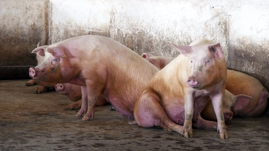 Спешни мерки в част от страна заради огнище на Африканска чума по свинете в Пловдивско