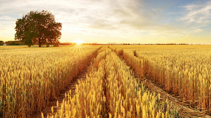 Литва е поискала ЕК да разработи план за износ на украинско зърно през балтийските пристанища