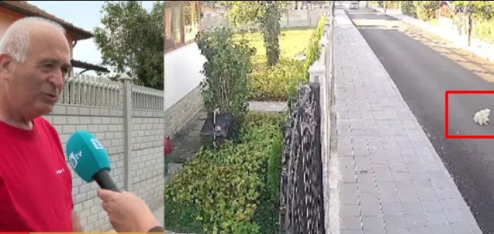 Жестокост на пътя: Шофьор прегази куче в Криводол и избяга