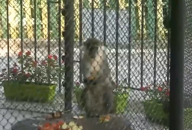 Маймуните в зоопарка на Варна получиха ледени близалки