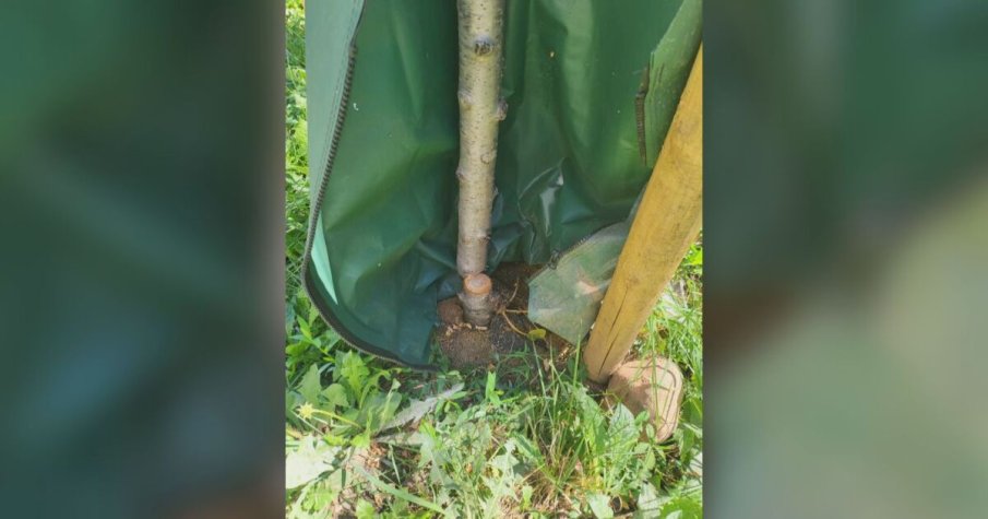 Вандали отразяха 12 новозасадени дървета в София