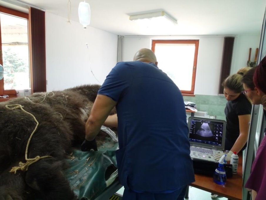 Медици прегледаха мечките Боби и Чарли в парка на Белица