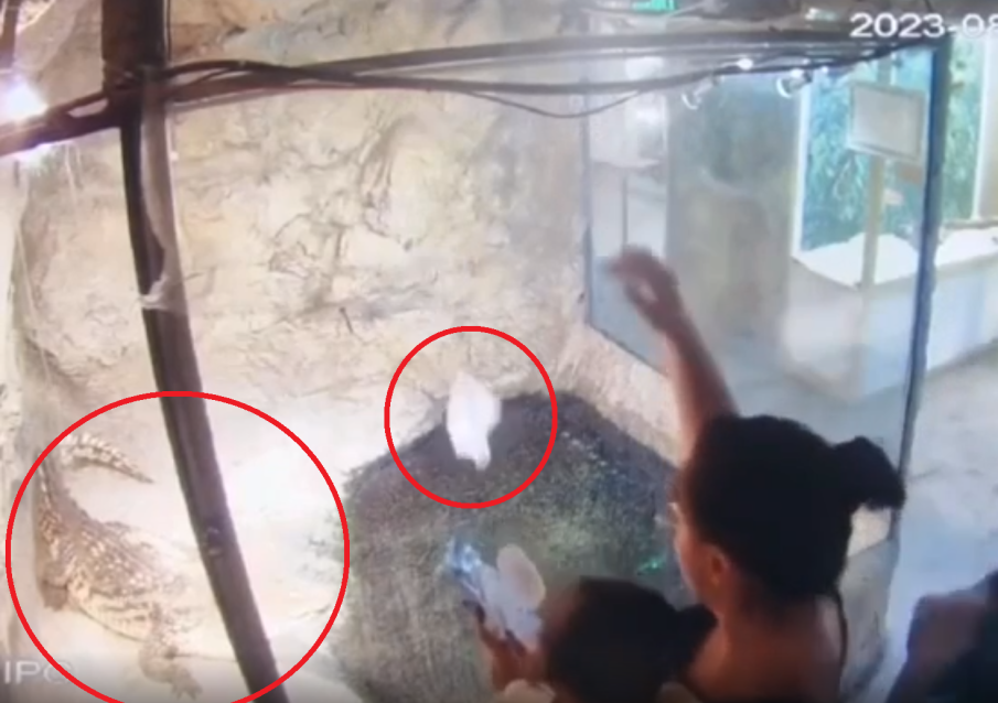 АБСУРД В ПЛОВДИВ: Жена храни крокодил с мокри кърпички