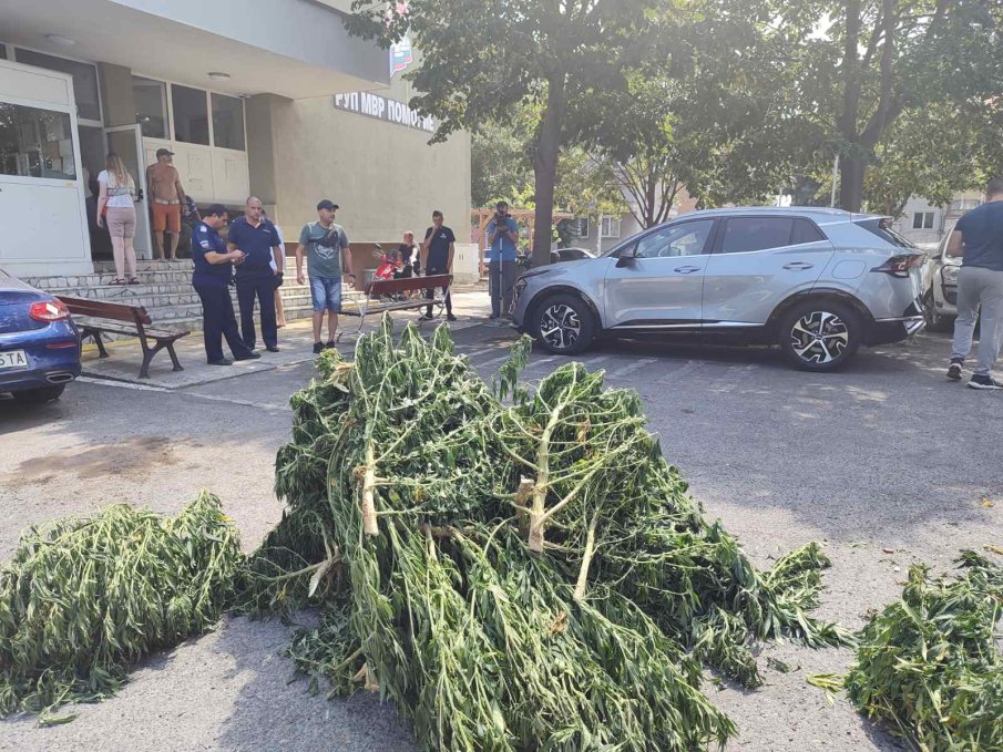 Прокуратурата в Кюстендил праща на съд мъж за държане на коноп