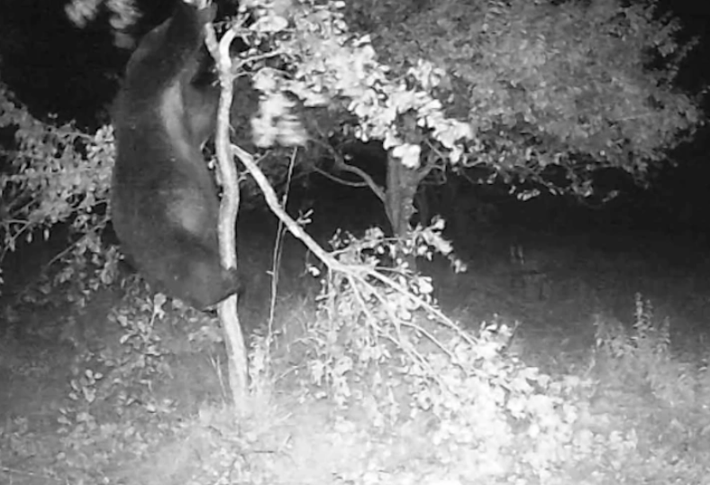 Заснеха на ВИДЕО мечката, която плаши хората в Габровско