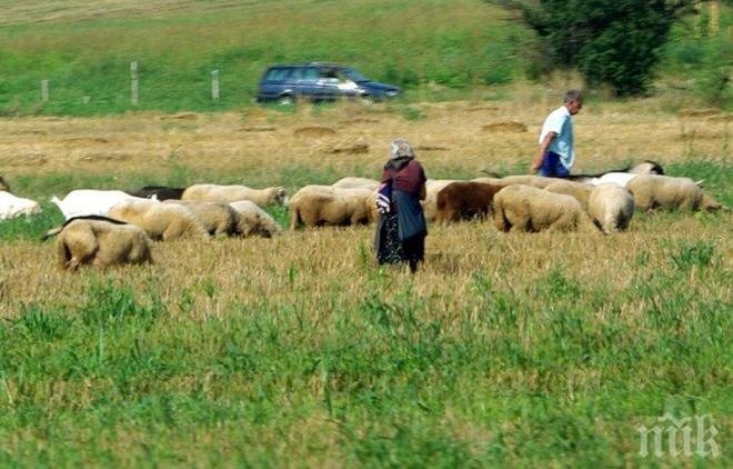 Животновъдите скочиха на зелените и са против забраната за паша в националните паркове