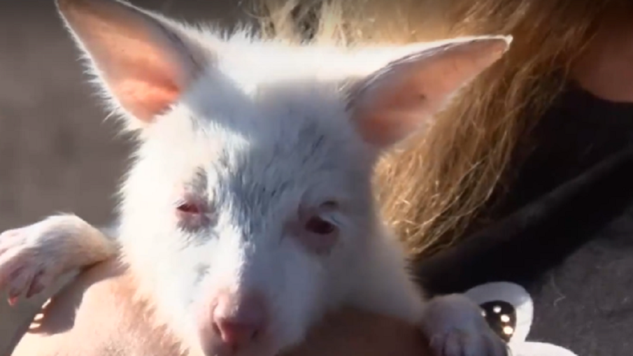 Бейби бум в зоопарка в Бургас, роди се и бяло кенгуру