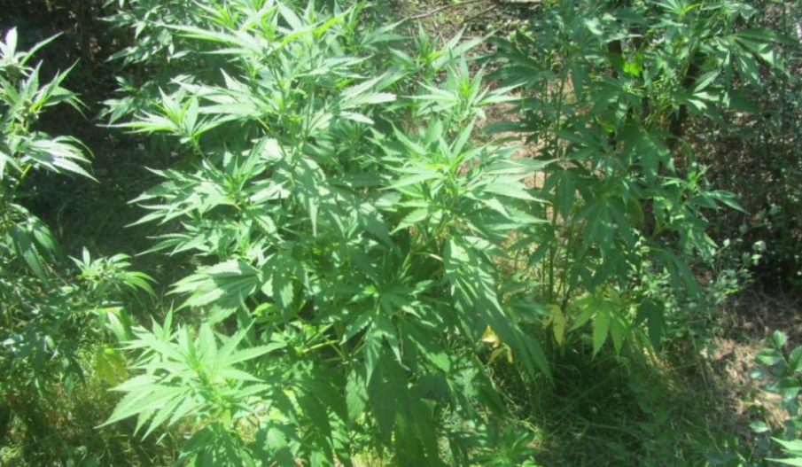 Спецакция в Бургас: Задържаха четирима души за притежание и разпространение на наркотици