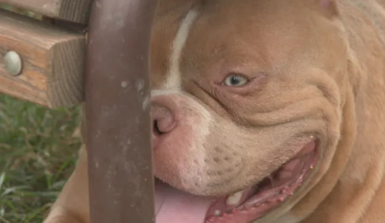 Мъж намери куче в Своге, изгубено в София и отказа 1000 лв. награда