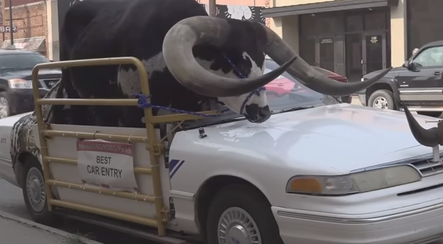 Полицията спря кола, откри бик на пътническата седалка (ВИДЕО)