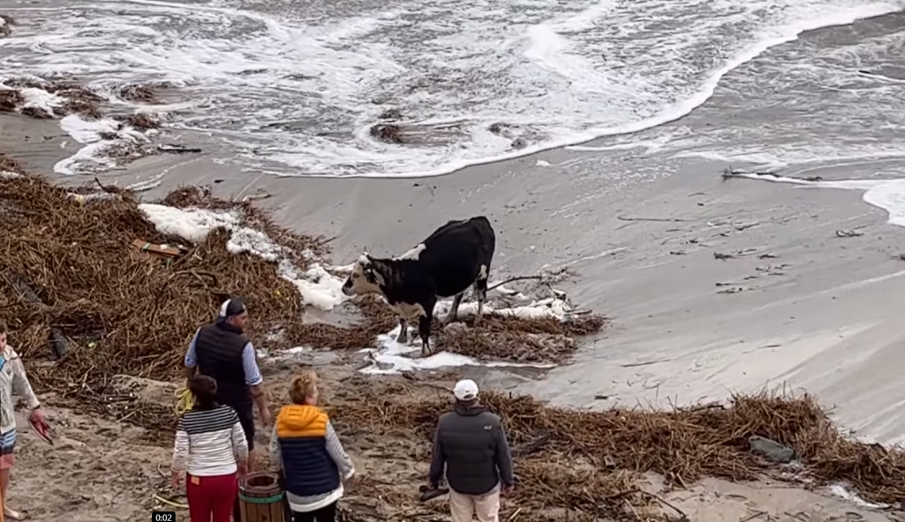 ДОБРА НОВИНА: Спасиха крава от бурното море на къмпинг „Гардения“ (ВИДЕО)