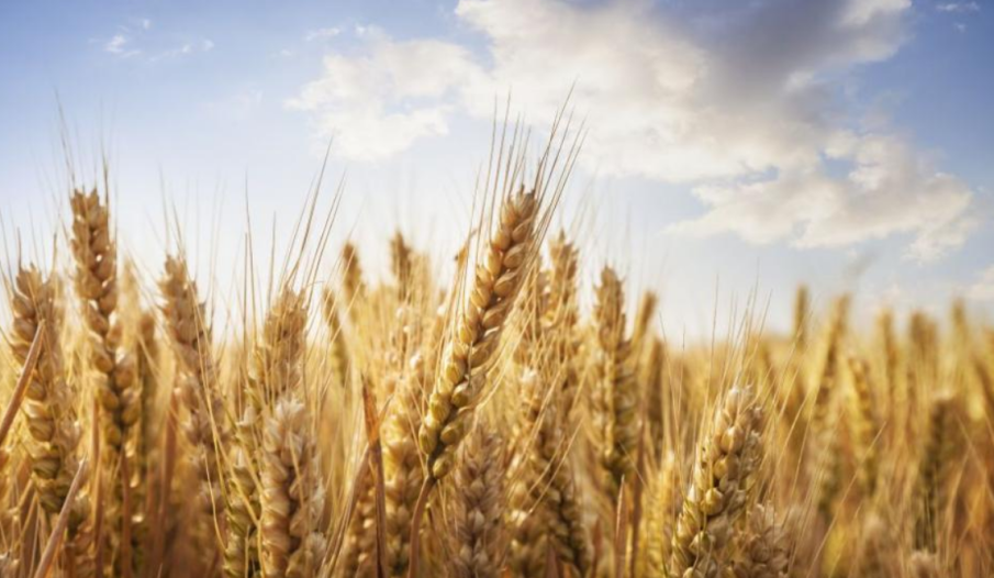 Румъния ще наложи 30-дневна забрана за внос на украинско зърно