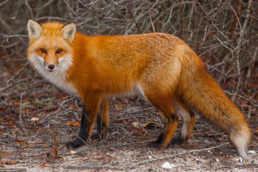 Нашествие от лисици в монтанско село