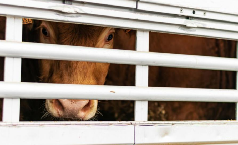 Тарикат пробва да изкара бързи пари, вози незаконно животни в Кърджали