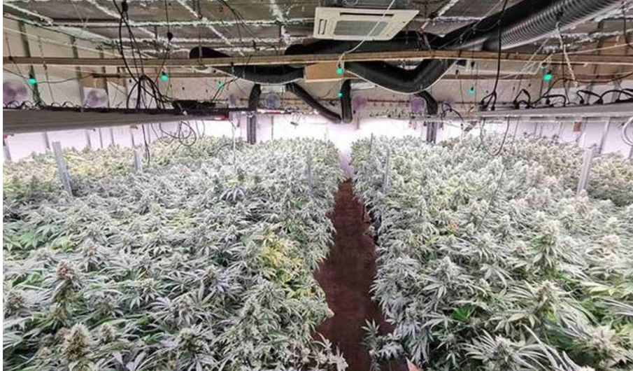 Разбиха високотехнологична наркооранжерия край Провадия