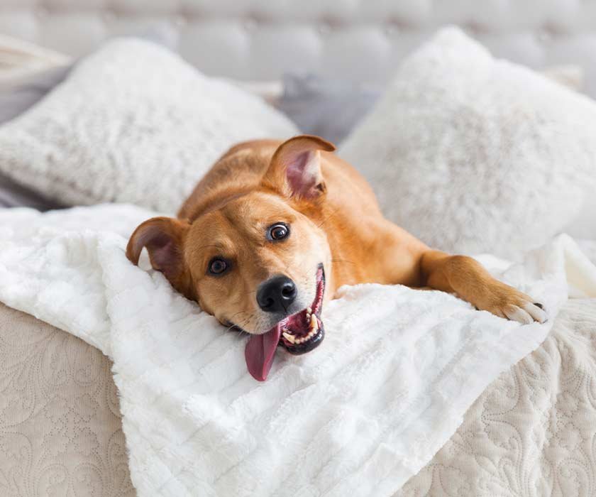 Общината в Дряново кастрира безплатно домашни кучета