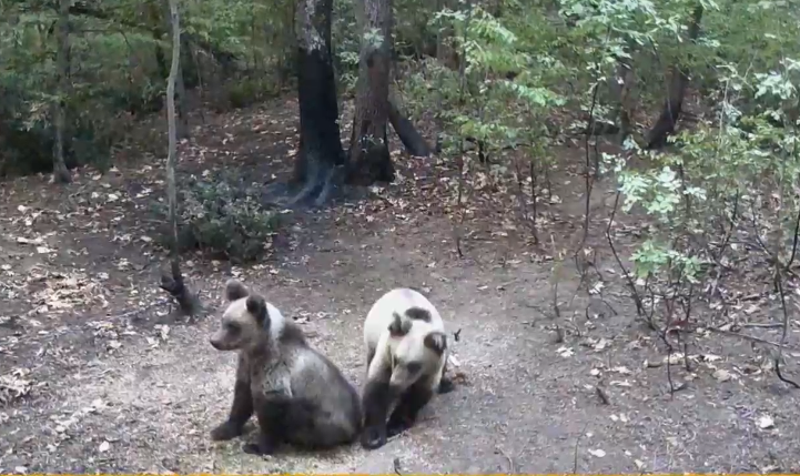 Мечка с малки мечета се разходи край пловдивско село