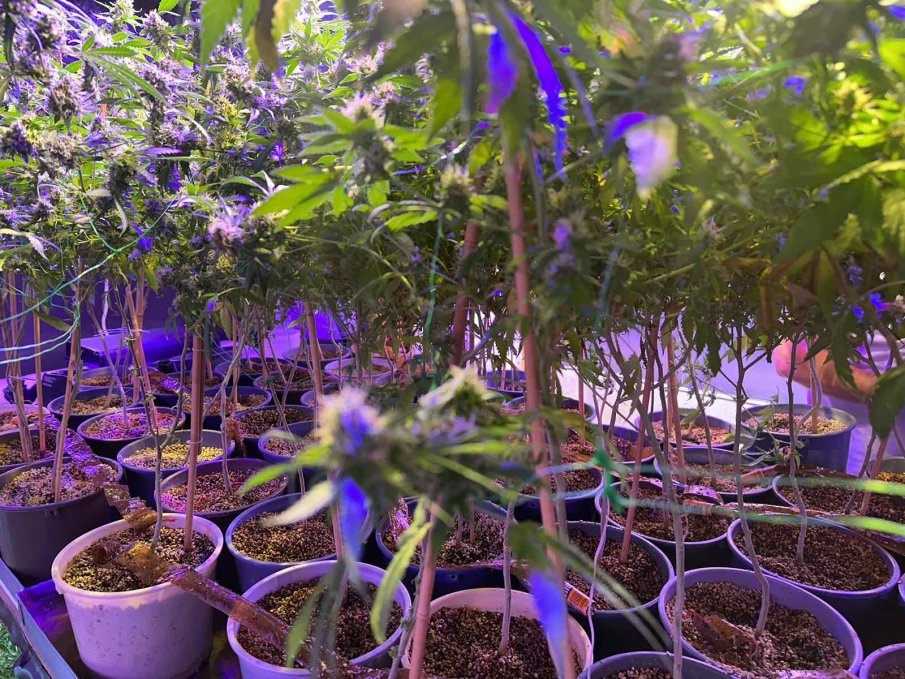 Майка и син са в ареста за нарколаборатория във Варна (СНИМКИ)