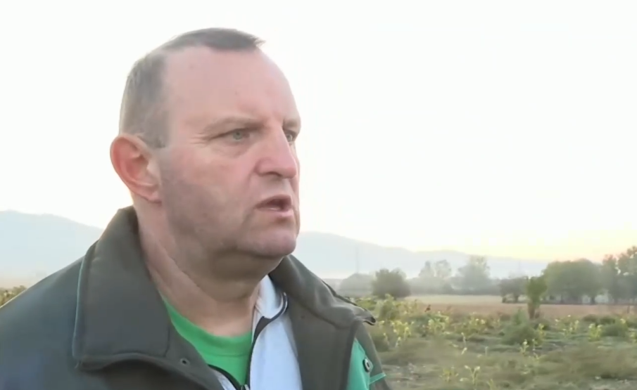 Обраха слънчогледовата нива на бивш зам.-министър на земеделието